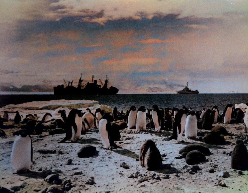 Adélie penguin colony at Cape Hallett, 1957, colorized